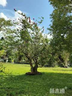 高度2500厘米三角梅