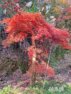 高度300厘米羽毛枫