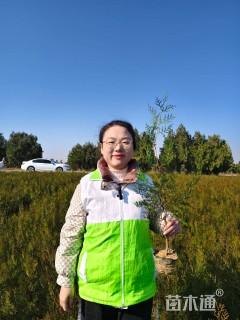 高度100厘米侧柏小苗