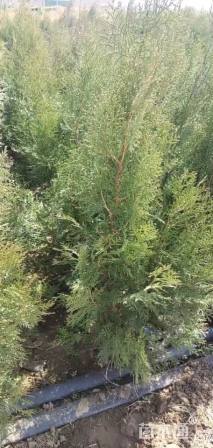 高度120厘米侧柏