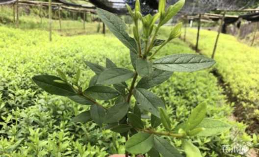 高度35厘米春鹃小苗