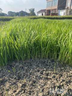 高度25厘米黄菖蒲