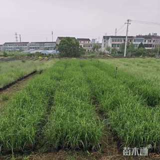 高度40厘米斑叶芒