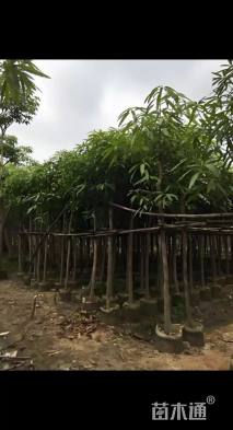 8公分扁桃