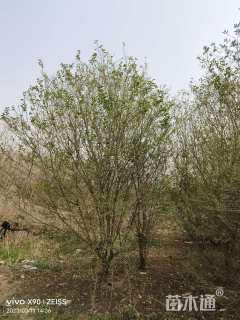 高度500厘米小叶女贞