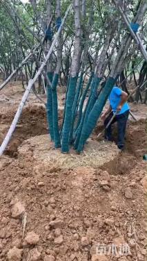 高度900厘米丛生五角枫