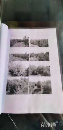 高度2000厘米白皮松