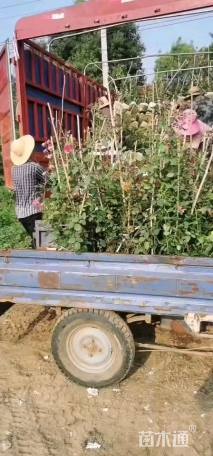 120厘米藤本月季