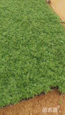 高度25厘米波斯菊