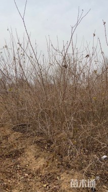 高度180厘米丛生金银木