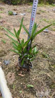 高度20厘米翠芦莉