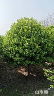 冠幅1200厘米卫矛球