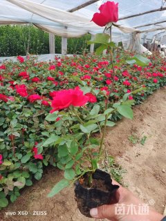 高度20厘米红帽月季
