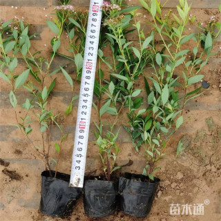 高度30厘米精品粉花绣线菊