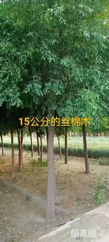 15公分丝棉木