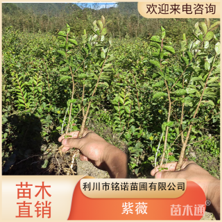 2.8公分紫薇