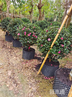 高度150厘米茶梅