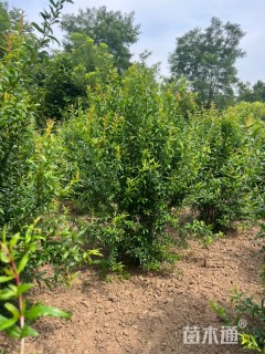 高度220厘米丛生石榴