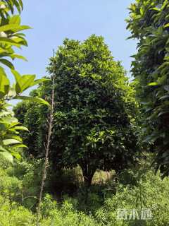 14公分桂花