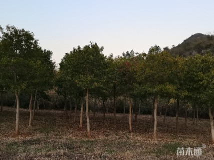 14公分红果冬青