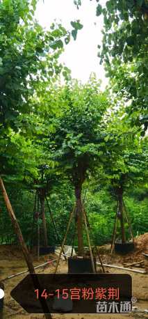 高度400厘米紫荆