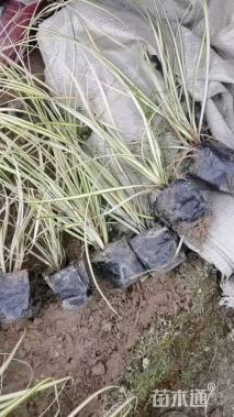 高度30厘米金叶苔草