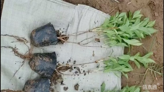 高度50厘米红王子锦带