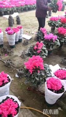 高度40厘米仙客来