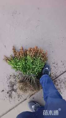 高度30厘米瓜子黄杨小苗