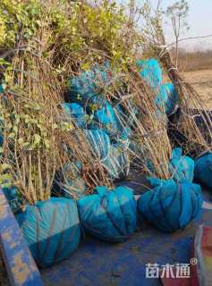 高度150厘米猥实