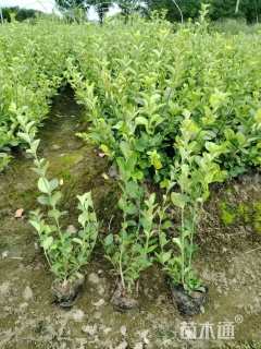 高度40厘米卫矛