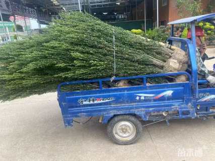 高度150厘米直立冬青