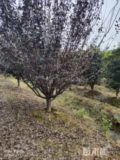12公分紫叶李