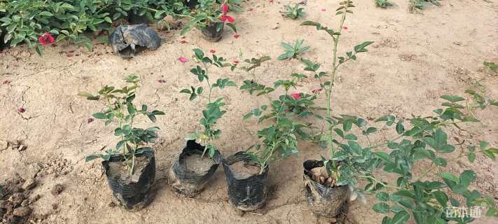 高度15厘米月季