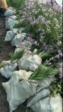 高度20厘米紫娇花