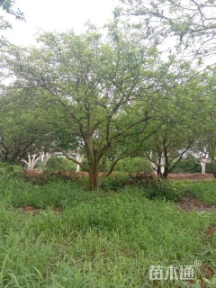 18公分丛生香橼