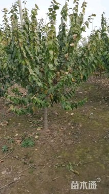 高度250厘米蜡梅