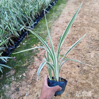 高度15厘米山管兰