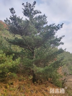 高度400厘米华山松