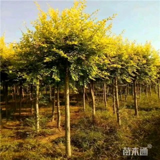 5公分金叶榆