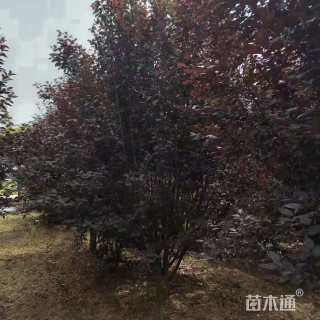 高度400厘米丛生紫叶李