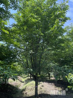 15公分染井吉野樱