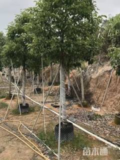 8公分香樟