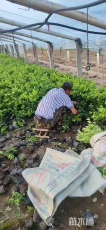 高度25厘米金森女贞