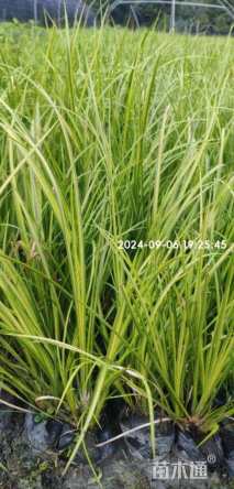 高度30厘米金叶石菖蒲