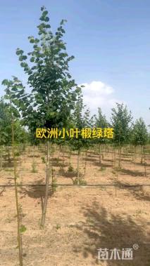 5公分欧洲小叶椴
