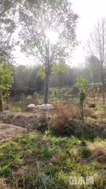 16公分红果冬青