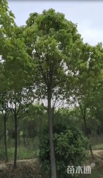 10公分香樟