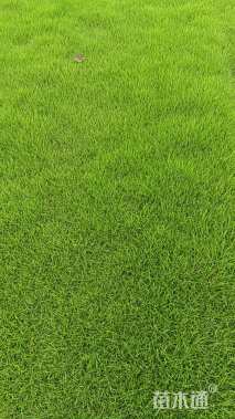 草卷状马尼拉草