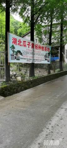 高度1厘米瓜子黄杨